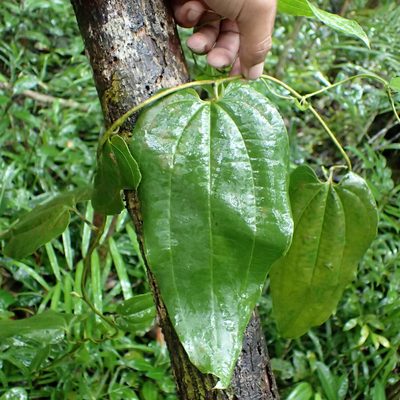 Trichopus sempervirens, photographed by Romer N. Rabarijaona