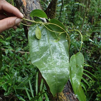 Trichopus sempervirens, photographed by Romer N. Rabarijaona