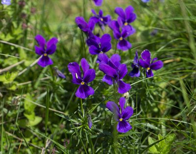 Viola declinata, photographed by Conrad Altmann