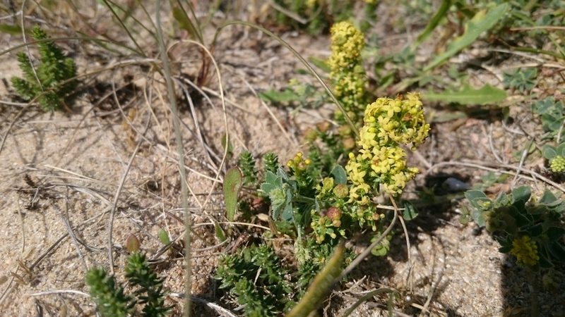 Galium arenarium, photographed by Olivier Argagnon