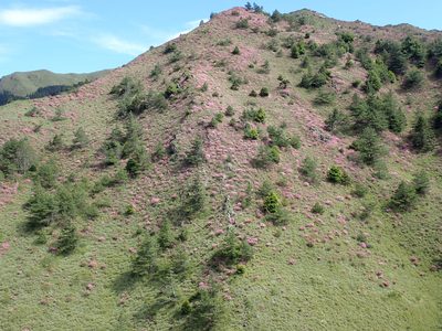 Rhododendron rubropilosum, photographed by Lin Scott