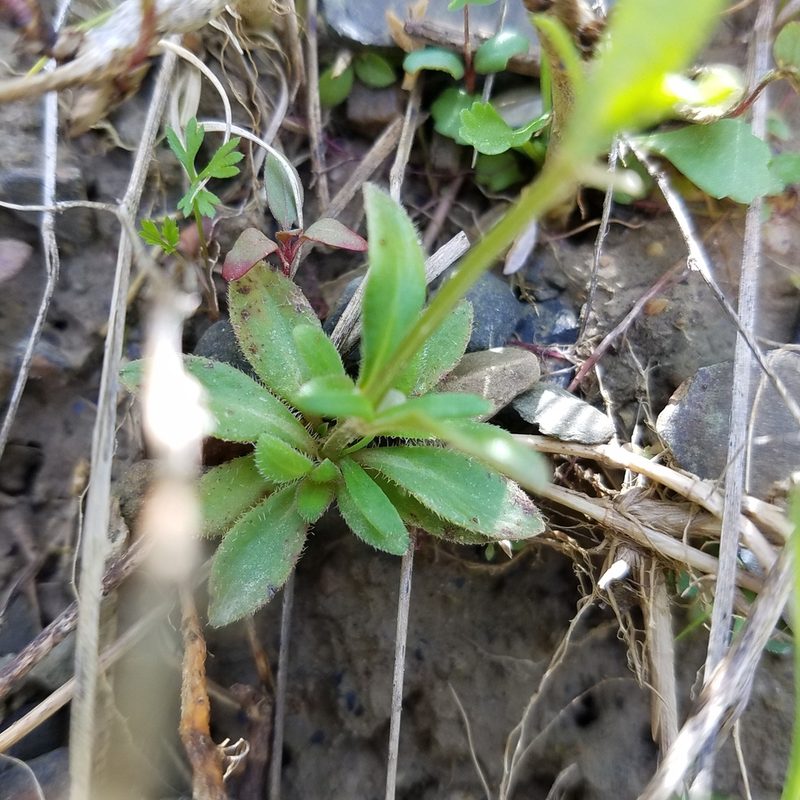 Houstonia canadensis, photographed by Scott Ward