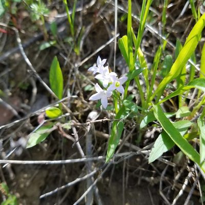 Houstonia canadensis, photographed by Scott Ward