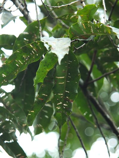 Donella lanceolata, photographed by Siddarth Machado