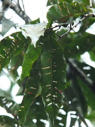 Donella lanceolata, photographed by Siddarth Machado