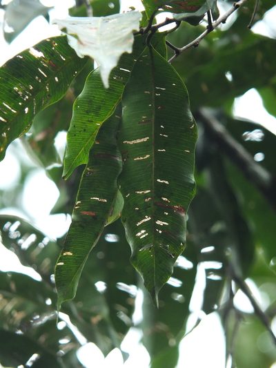 Donella lanceolata, photographed by Siddarth Machado