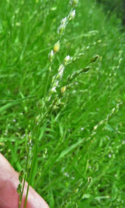 Urochloa ciliatissima, photographed by Annika Lindqvist