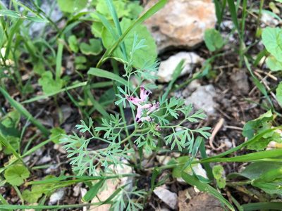 Fumaria vaillantii, photographed by Jason Grant