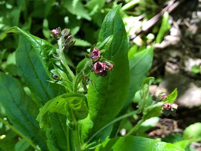 Cynoglossum germanicum, photographed by Jason Grant