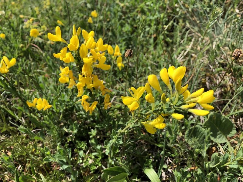Cytisus decumbens, photographed by Jason Grant