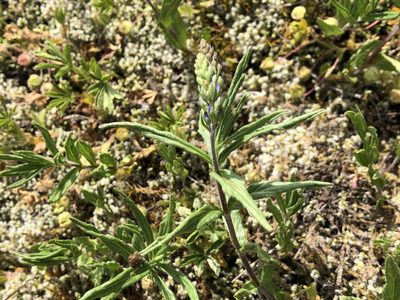 Veronica satureiifolia, photographed by Jason Grant