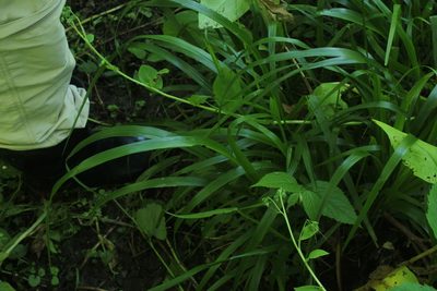 Diarrhena obovata, photographed by Quinten Wiegersma