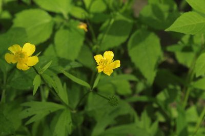 Ranunculus carolinianus, photographed by Quinten Wiegersma