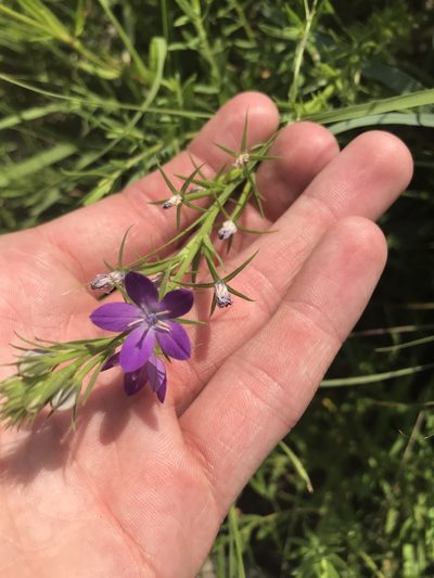Triodanis leptocarpa, photographed by Ryan Donnelly
