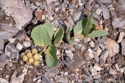 Asclepias cryptoceras, photographed by Tim Messick