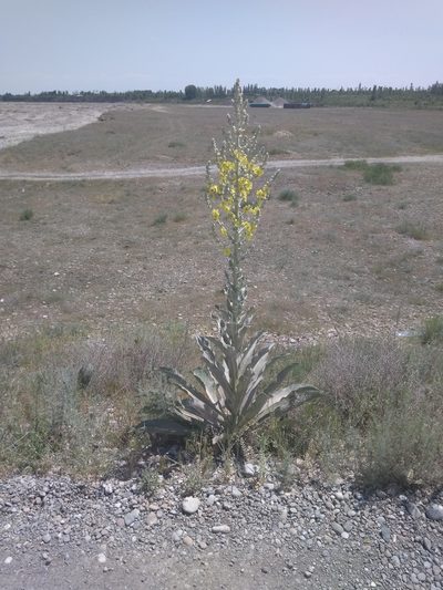 Verbascum songaricum, photographed by Вячеслав Юсупов