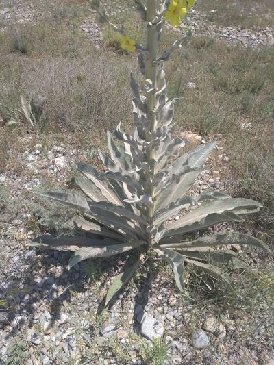Verbascum songaricum, photographed by Вячеслав Юсупов