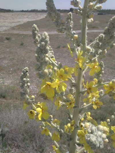Verbascum songaricum, photographed by Вячеслав Юсупов