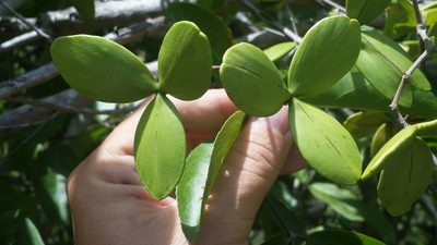 Hippocratea volubilis, photographed by Jay Horn