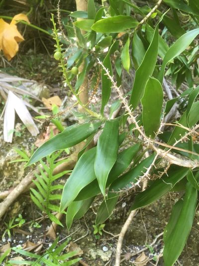 Dracaena reflexa, photographed by Norman Douglas