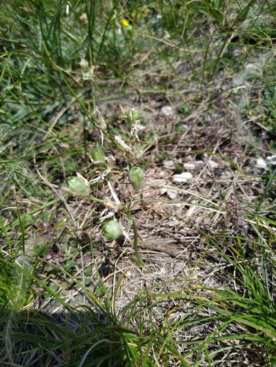 Ornithogalum comosum, photographed by Christina s.l.