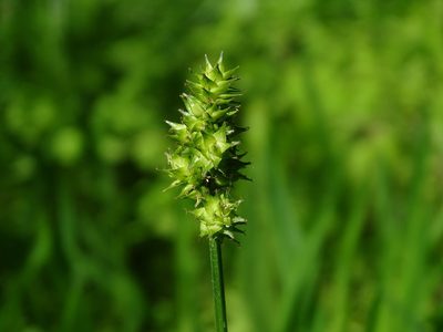 Carex cephaloidea, photographed by Reuven Martin