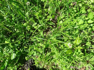 Carex cephaloidea, photographed by Reuven Martin
