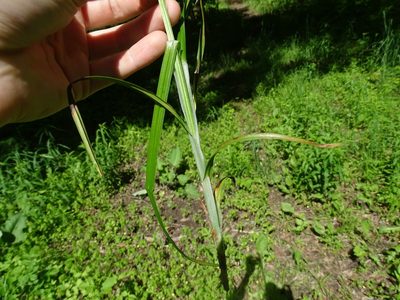 Carex cephaloidea, photographed by Reuven Martin
