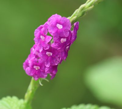 Stachytarpheta frantzii, photographed by Aitor