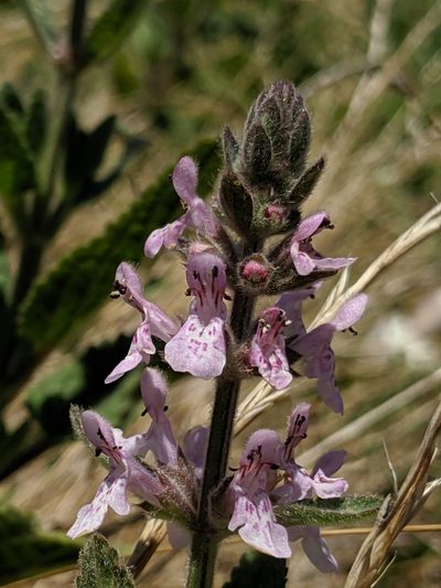 Stachys ajugoides, photographed by Alex Heyman