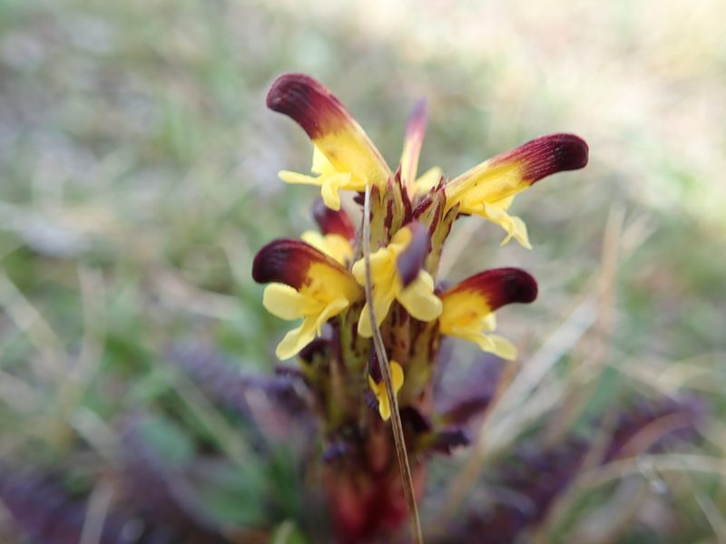 Pedicularis flammea, photographed by hitchco