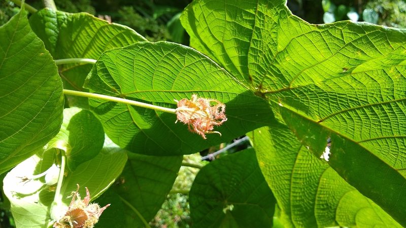 Macaranga carolinensis, photographed by Dana Lee Ling