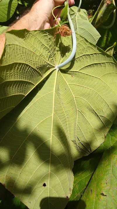 Macaranga carolinensis, photographed by Dana Lee Ling