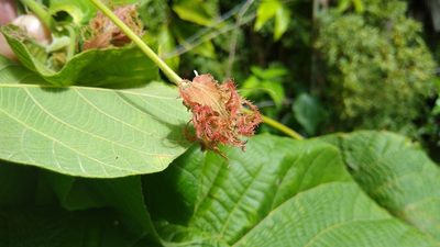 Macaranga carolinensis, photographed by Dana Lee Ling