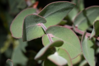 Arctostaphylos luciana, photographed by Kyle Nessen