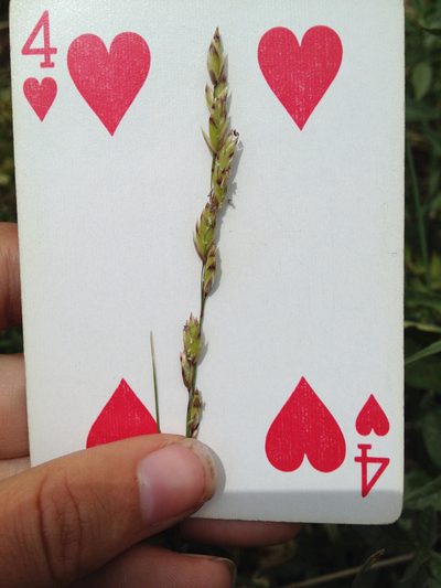 Melica spectabilis, photographed by Hilary Rose Dawson