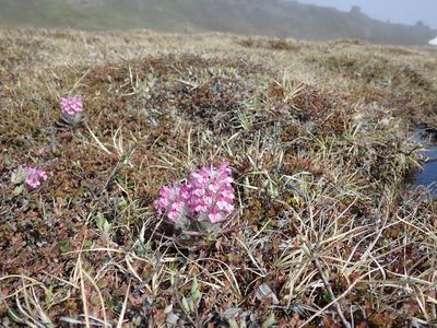 Pedicularis lanata, photographed by hitchco