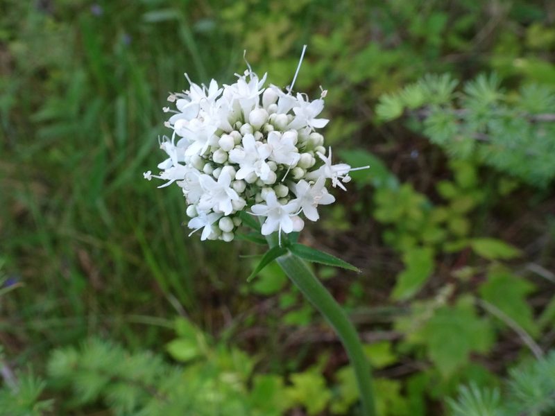 Valeriana uliginosa, photographed by Thomas Koffel