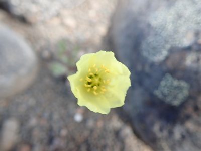 Oreomecon radicata, photographed by hitchco