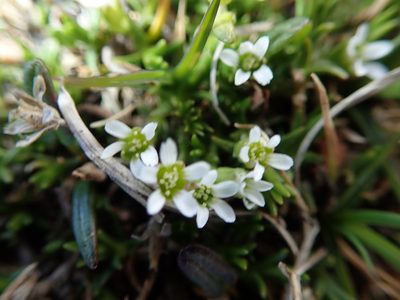 Cherleria biflora, photographed by hitchco