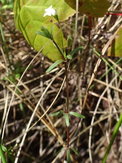 Hydrogalium labradoricum, photographed by Thomas Koffel