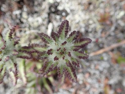Pedicularis lanata, photographed by hitchco