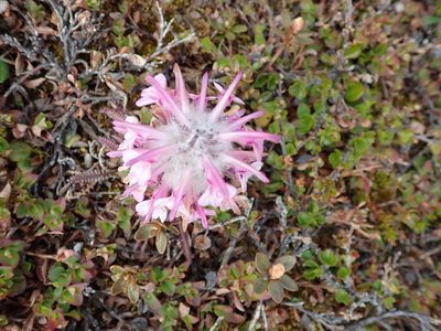 Pedicularis lanata, photographed by hitchco