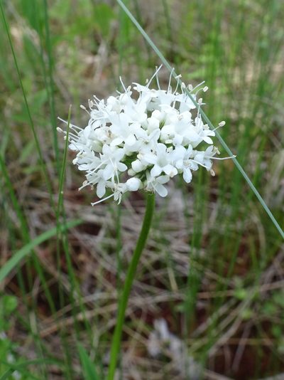 Valeriana uliginosa, photographed by Thomas Koffel