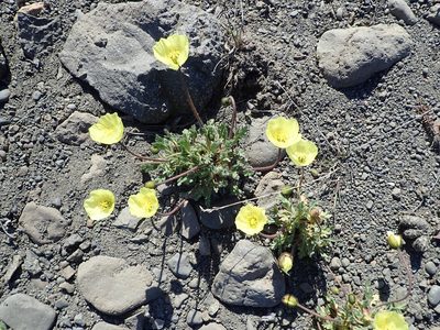 Oreomecon radicata, photographed by hitchco
