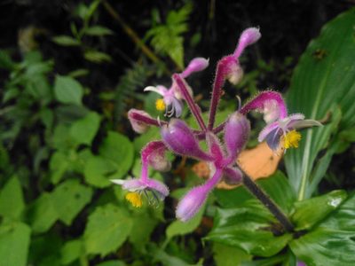 Tinantia standleyi, photographed by plantlookpoint