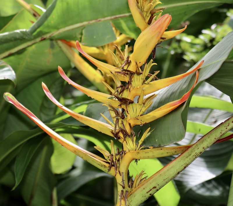 Heliconia lingulata, photographed by Aitor
