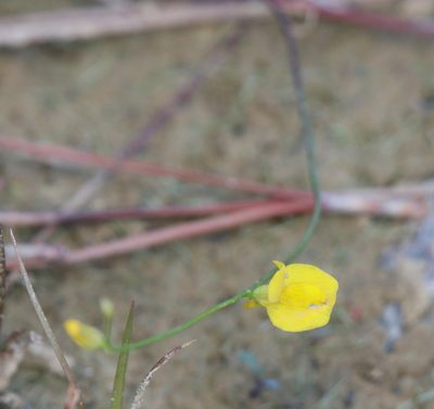 Utricularia juncea, photographed by Lauren McLaurin