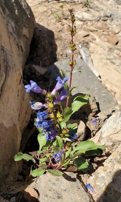 Penstemon cyanocaulis, photographed by Steve Young