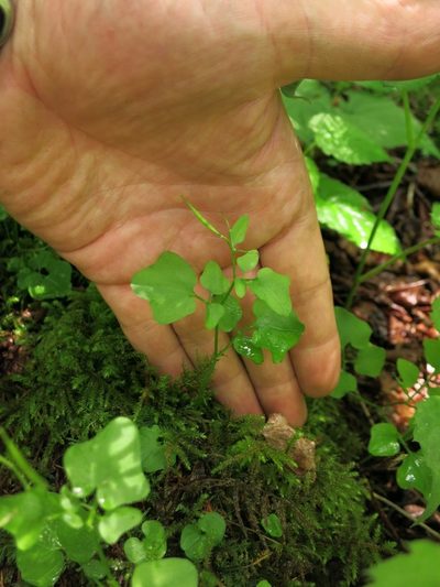 Cardamine clematitis, photographed by Evan M. Raskin